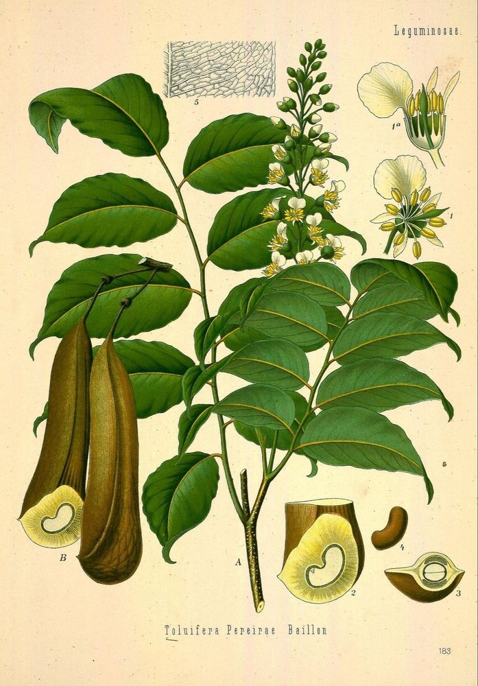 Myroxylon balsamum Balsam Tolu Oil, For Aromatherapy