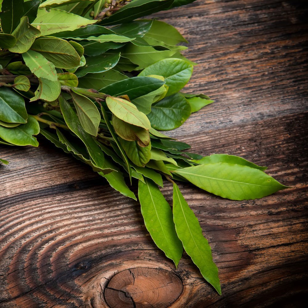 Tolu Balsam Oil