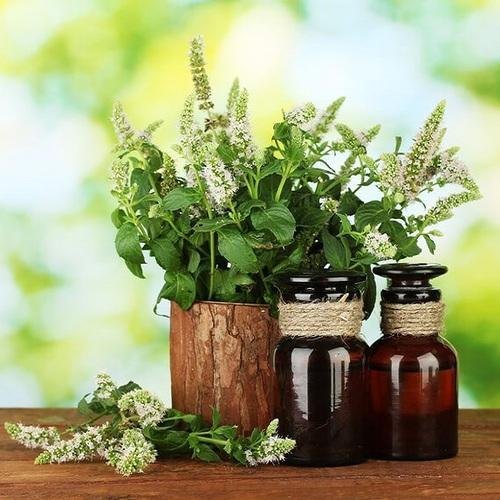Natural South America Tolu Balsam Oil