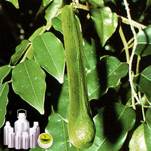 Tolu Balsam Oil