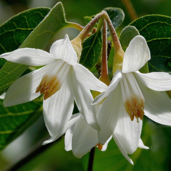 Katyani Exports Steam Distillation Styrax Oil, Resin, for Skin and fragrance