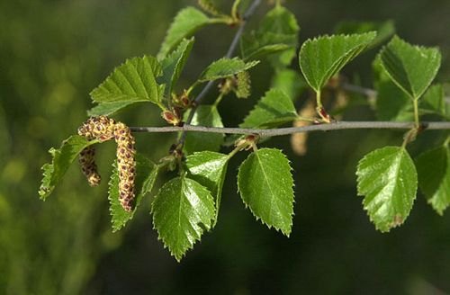 Betula Alba Birch Tar Oil for Skin Care