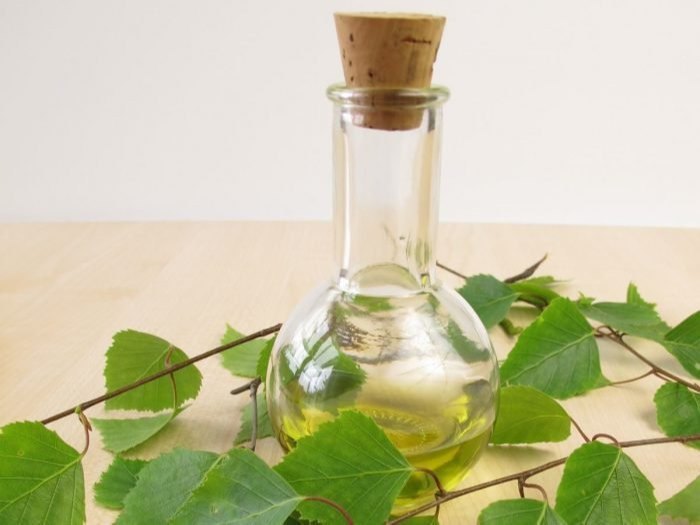 Betula Lenta L Leaf Brich Oil