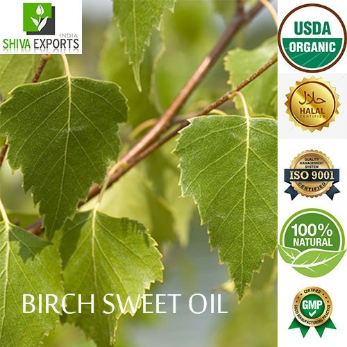 Leaves And Flowering Tops Steam Distillation Sweet Birch Oil, For Skin Care