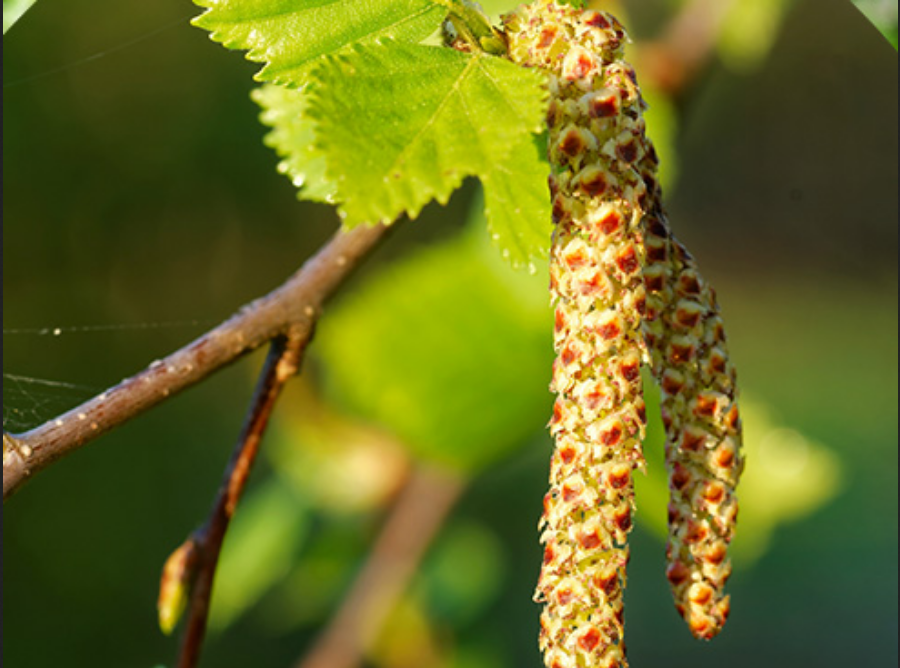 Birch Essential Oil