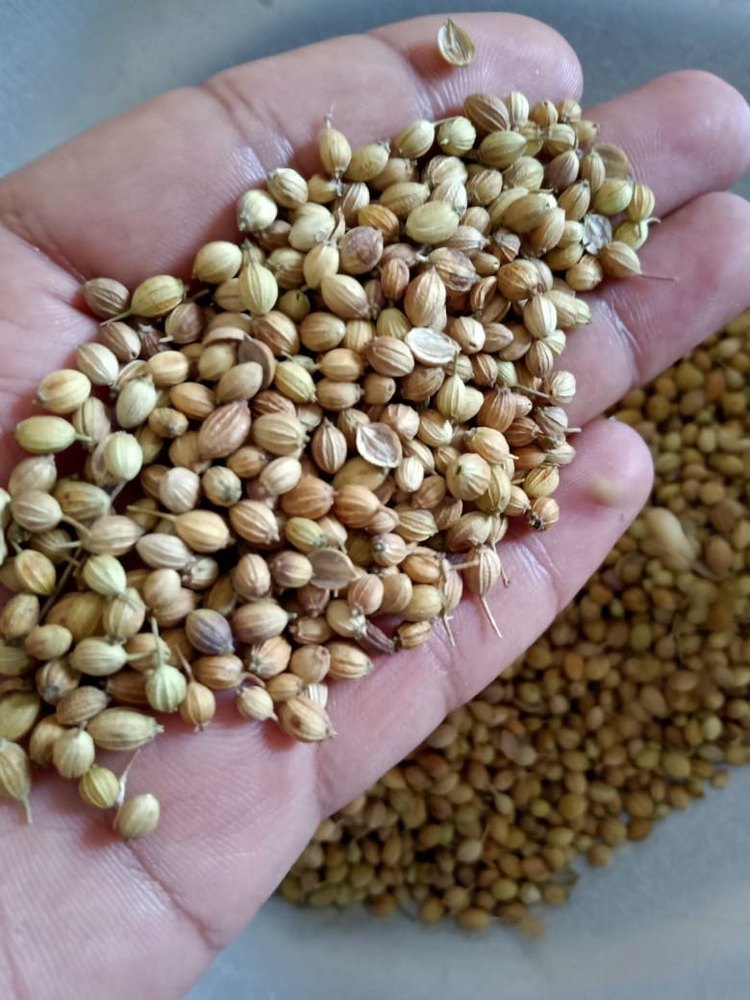 Dried Brown Eagle Coriander Seeds, For Human Consuption, Packaging Size: 30 kg