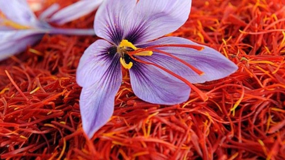 DryWoods Natural Irani Saffron, For Food, Packaging Type: Plastic Box