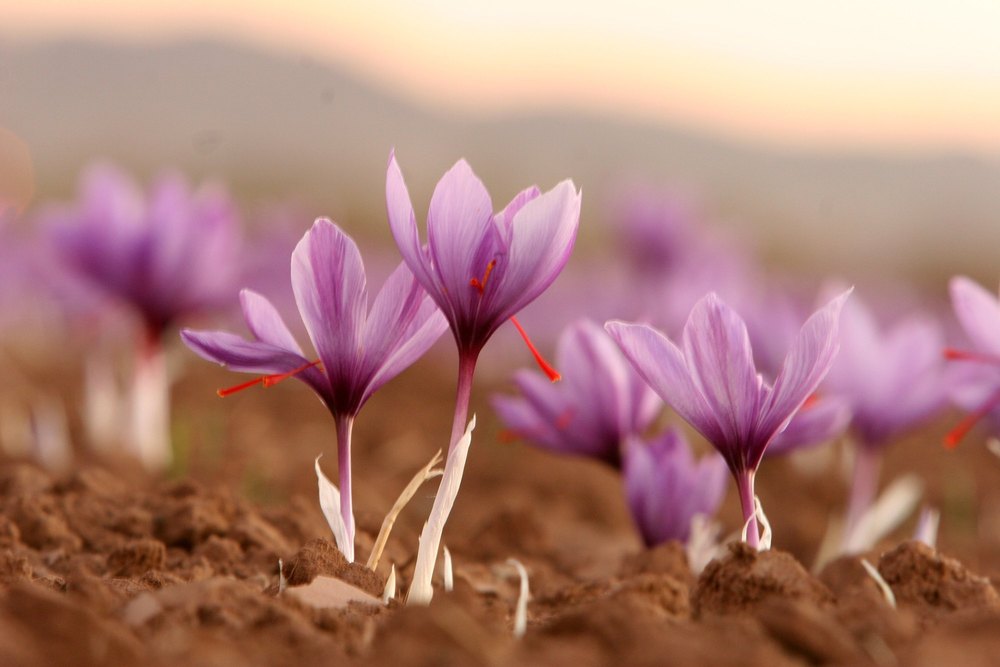 Chinar Saffron, For Drink, Packaging Type: Plastic Box