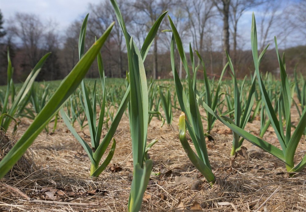 Garlic Extract Powder