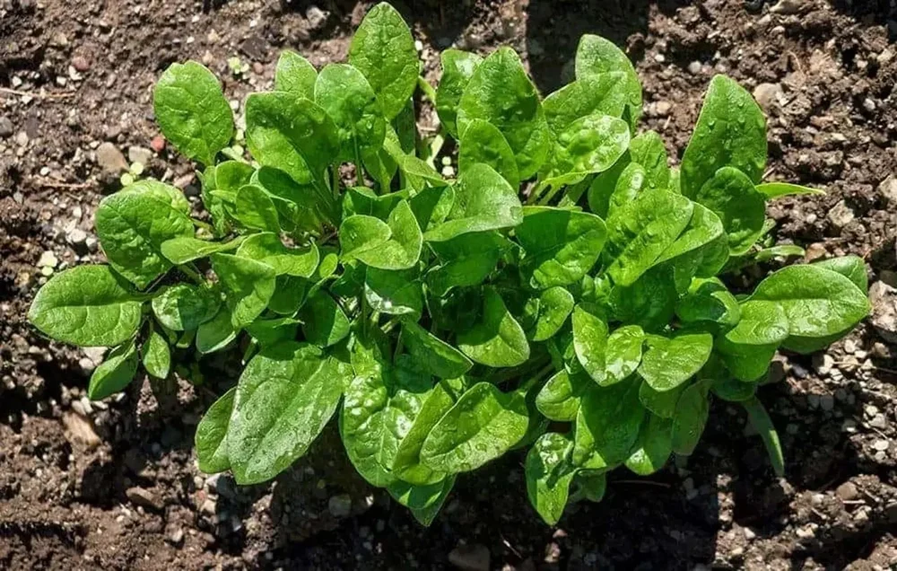 Green Spray Dried Spinach Powder, Packaging Type: Packet