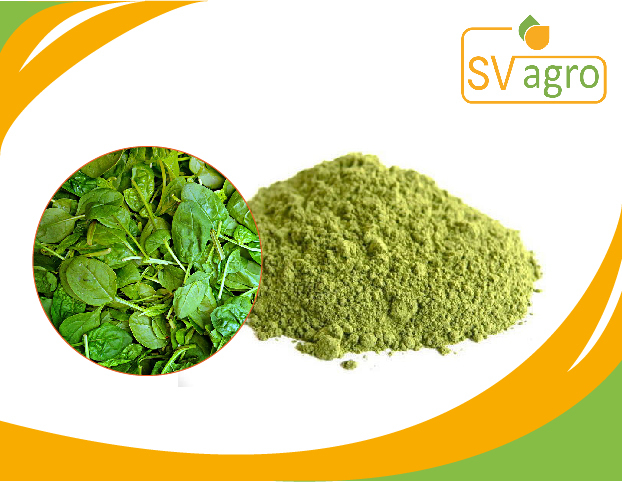 Spray Dried Spinach Powder