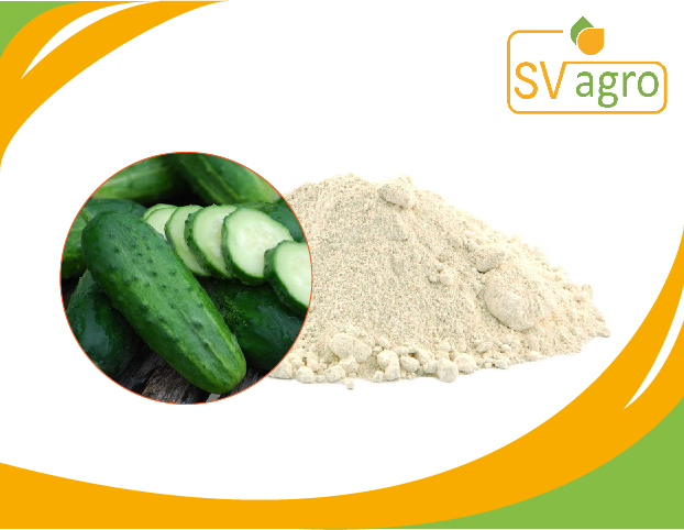 SV Agro White Spray Dried Cucumber Powder, Packaging Size: 25 kg