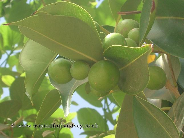 Lasuda (Fruit Cordial)