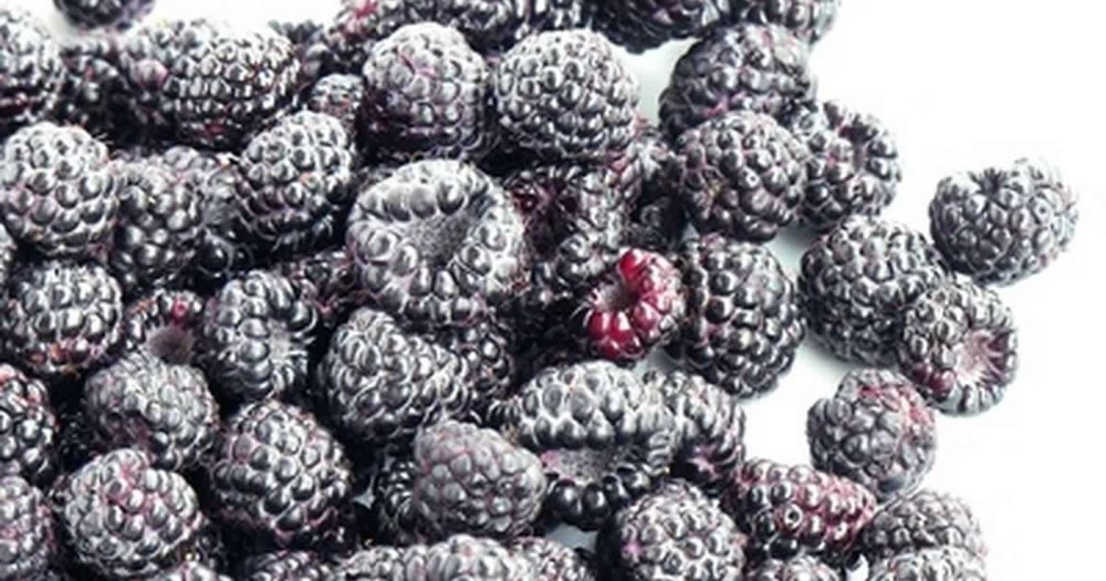 Natural Black Rasp Berry Juice, Packaging Size: 500 ml, Packaging Type: Bottle