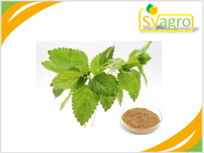 Brown Lemon Balm Extract, Packaging Type: HDPE Drum, Packaging Size: 25 KG