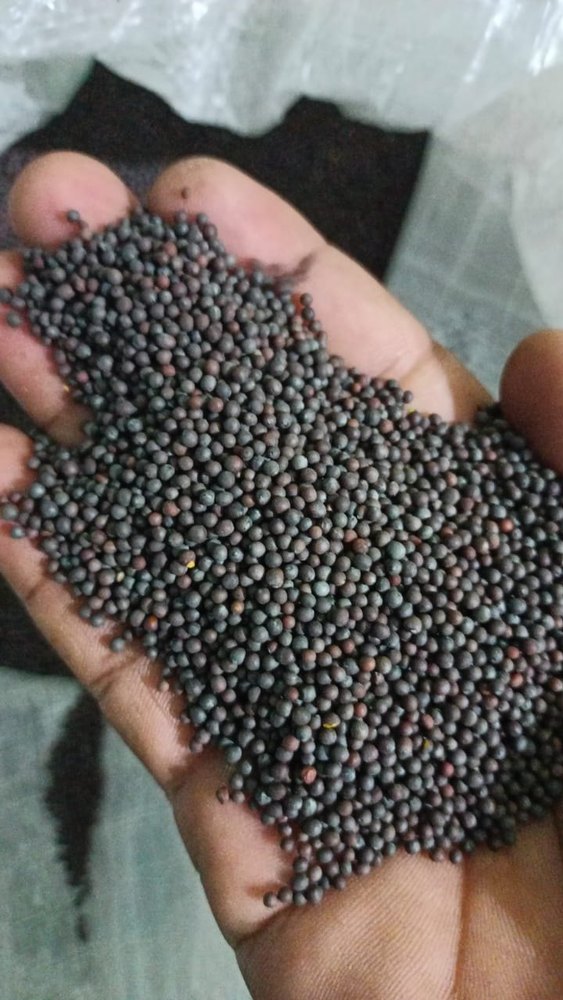 Lose 50-100 BLACK MUSTARD