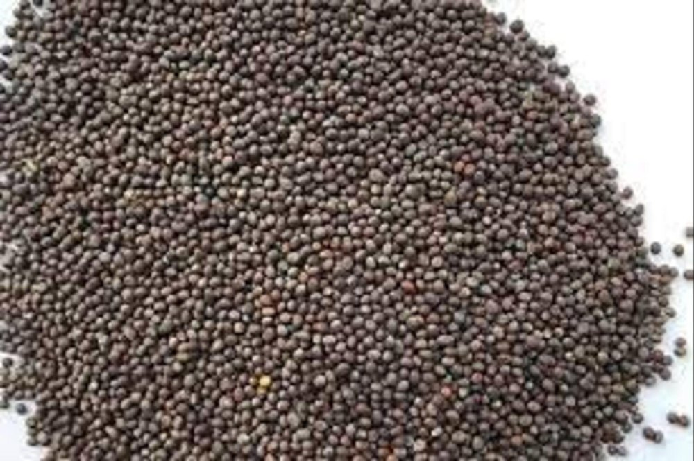 Satguru Agroo Black Mustard Organic Seed