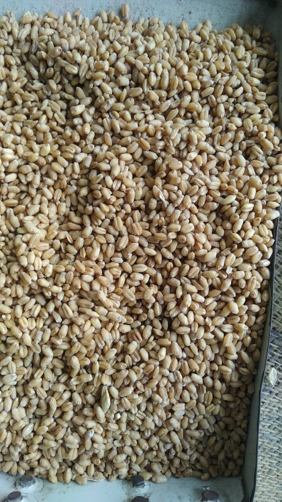 Golden 50Kg Food Products Wheat