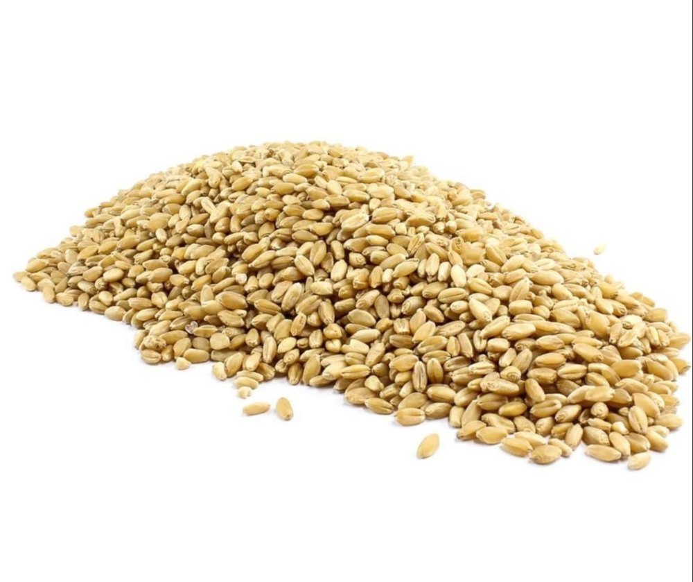 Indian Organic Wheat Grain, For Food, High in Protein