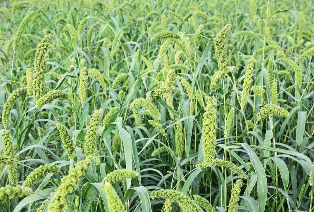 Foxtail Millet seeds for cultivation