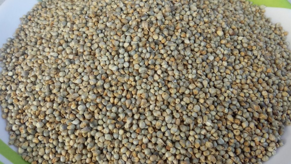 Indian Organic Pearl Millet, For Cooking