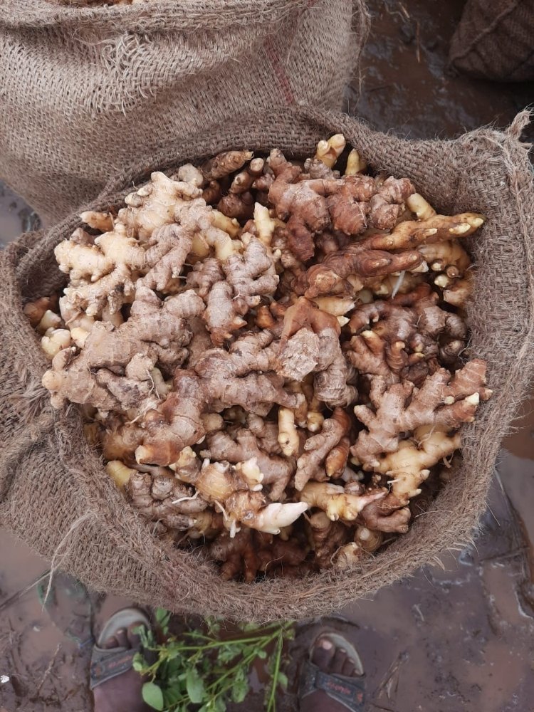 A Grade Red Ginger, Gunny Bag, 60kg