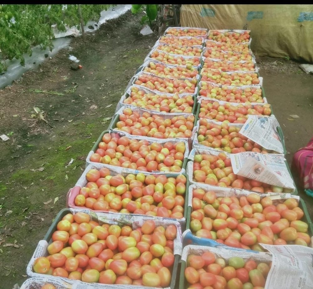 Indian Fresh Tomato
