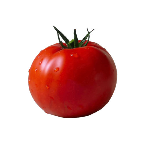 Fresh Organic Tomato