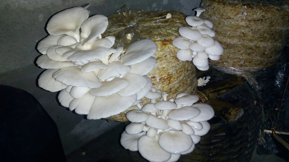Oyster Mushroom, Packaging: Plastic Bag or Polythene