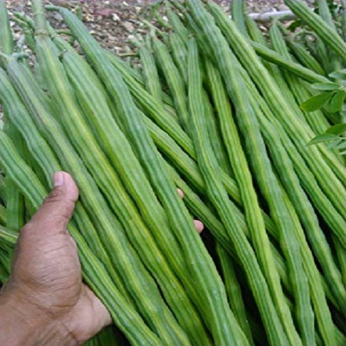 Organic Drumstick, Packaging: Plastic Bag or Polythene