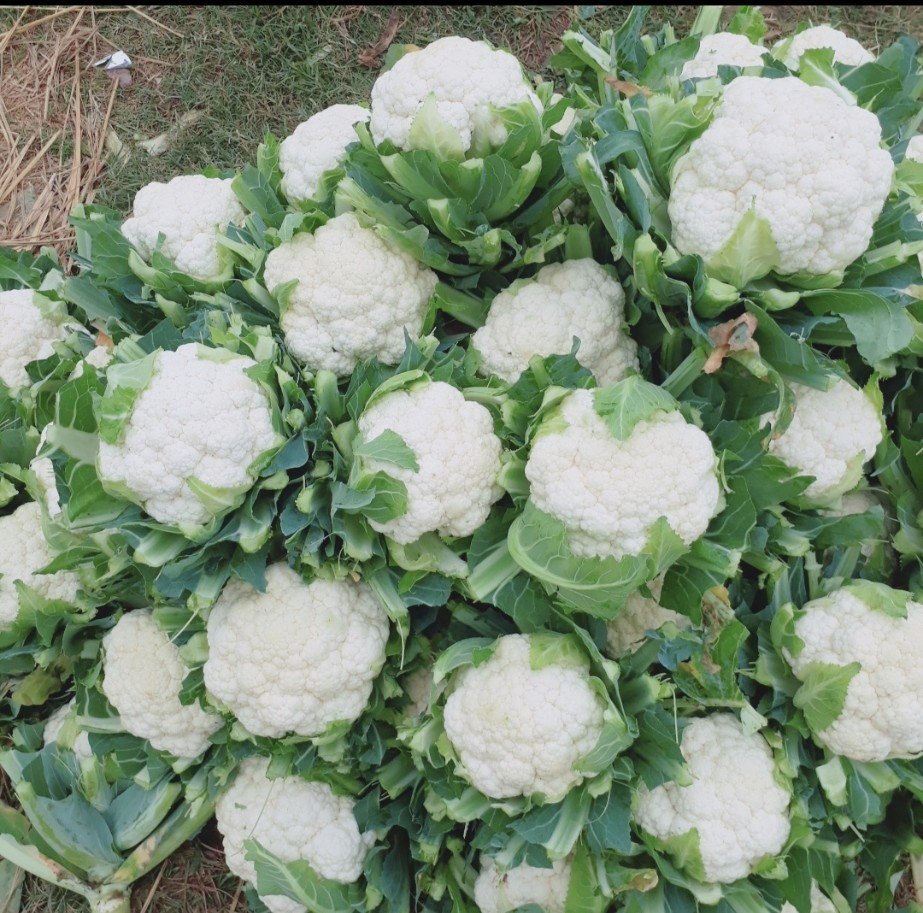 White A Grade Organic Cauliflower