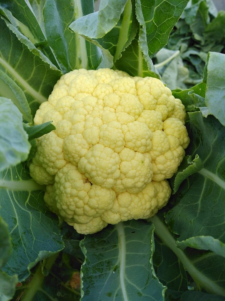 Fresh Organic Cauliflower, Packaging Size: 20 Kg