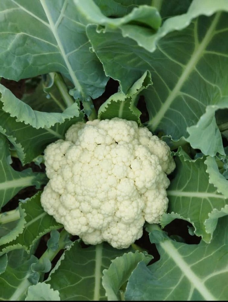 White A Grade Cauliflower