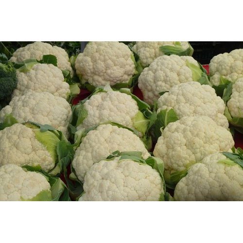 A Grade Fresh Organic Cauliflower, Packaging: Carton