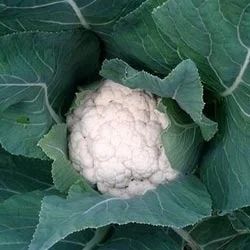 Organic Cauliflower