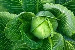 Organic Cabbage