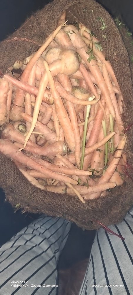 Karnataka Hubli A Grade Orange Carrot, Packaging Type: Gunny Bag, Packaging Size: 50 Kg
