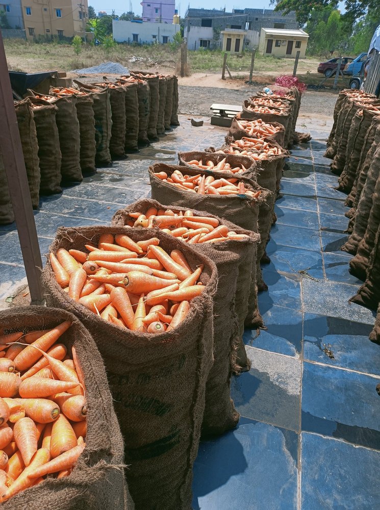 A Grade Tamilnadu Orange Carrot Fresh Carrot Farm fresh Organic Carrot, Packaging Type: Gunny Bag, Packaging Size: 50 Kg
