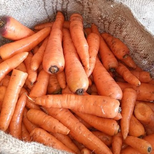 A Grade Organic Carrot