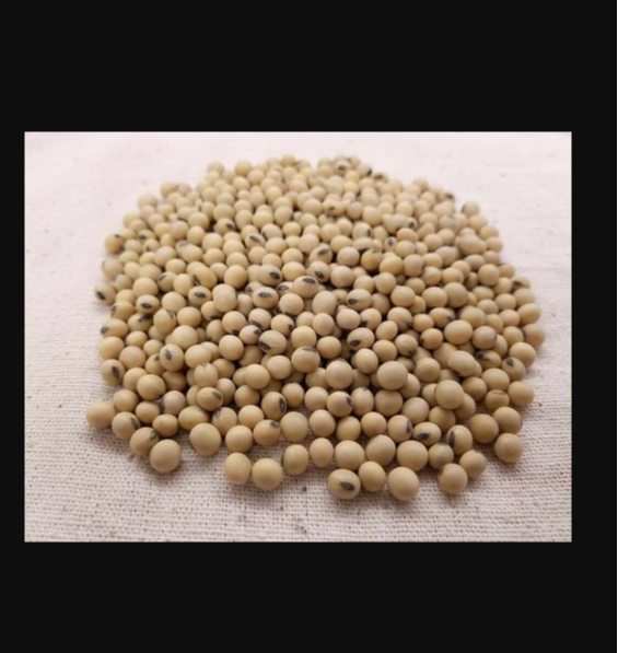 Soyabean