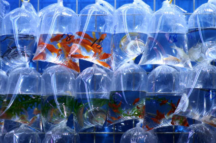 Transparent Leak Proof Fish Bags