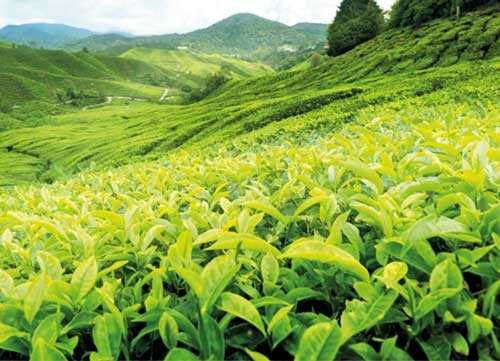 Organic Ceylon Tea, 25 - 100 Kg, Leaves