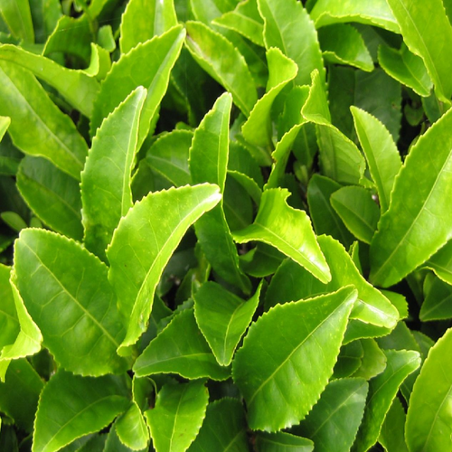 Green Tea Leaves, Pan India, Packaging Size: 25