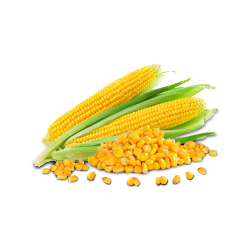 Frozen Sweet Corn