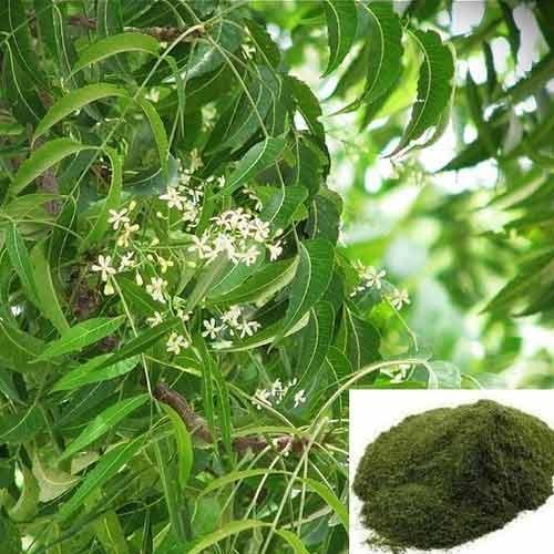 Neem Powder Extract, 1 - 5 Kg