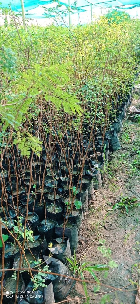 Plants Acacia Catechu Plant