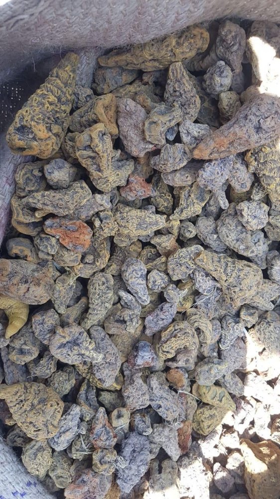 Maharashtra bioTurmeric Turmeric With High Curcumin 5%, Rhyzome