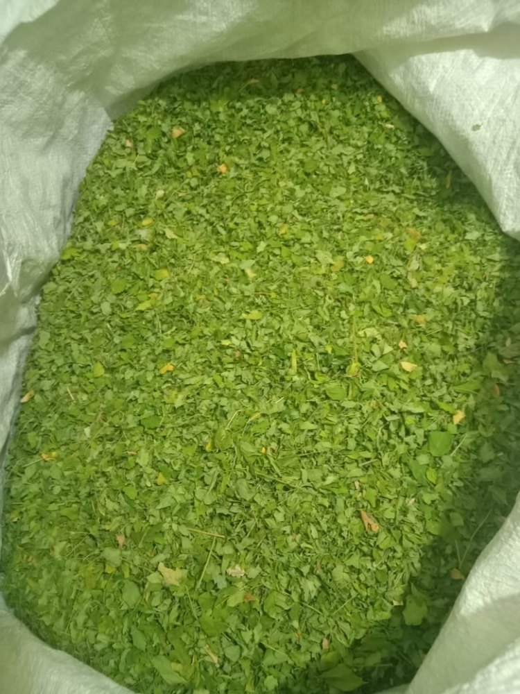 Organic Moringa Leaves / Powder, Packaging Size: 100 Grams to 25 kg