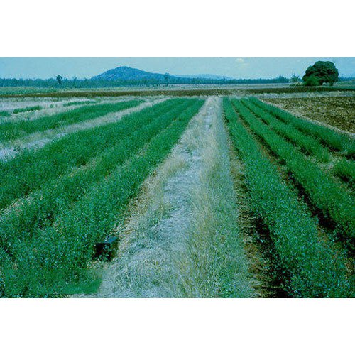 Alfalfa / Madicargo Sativa Powder, 25 Kg