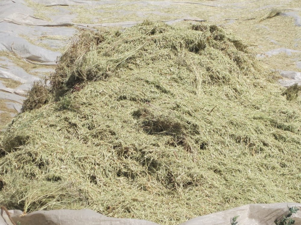 Small Animals Alfalfa Hay Powder, Packaging Type: Bag, Packaging Size: 5
